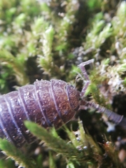 Porcellio dispar