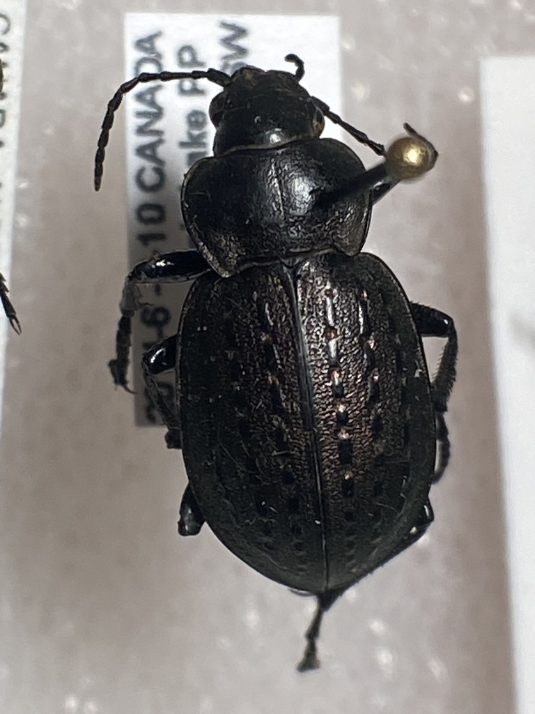 Calosoma moniliatum