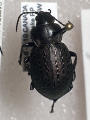 Calosoma moniliatum