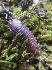 Porcellio dispar