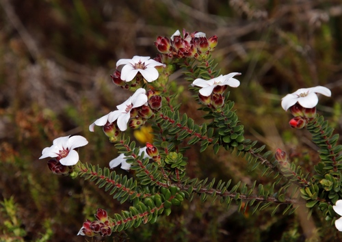 Image of Adenandra villosa by (c) Tony Rebelo, some rights reserved (CC BY-SA)