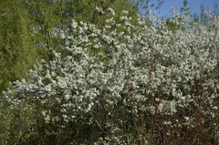 Prunus