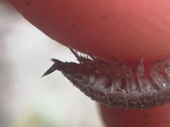 Porcellio dispar