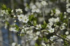 Prunus