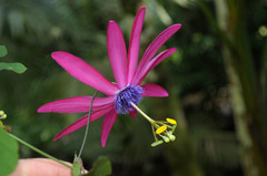 Passiflora kermesina