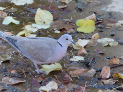 Streptopelia decaocto