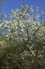 Prunus