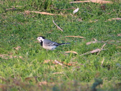 Motacilla alba