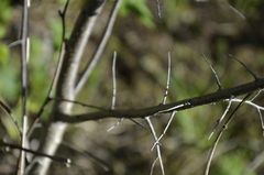 Prunus