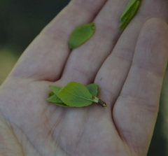 Prunus