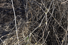 Parthenocissus inserta