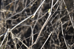 Parthenocissus inserta