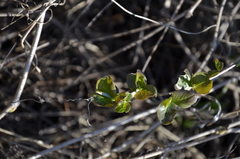 Aronia mitschurinii