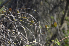Parthenocissus inserta