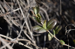 Aronia mitschurinii