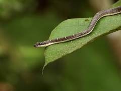 Chrysopelea pelias