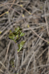 Aronia mitschurinii