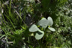 Echinocystis lobata