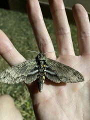 Sphingidae