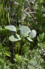 Echinocystis lobata
