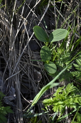 Echinocystis lobata