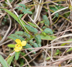 Chamaecrista garambiensis