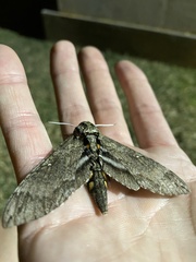 Sphingidae