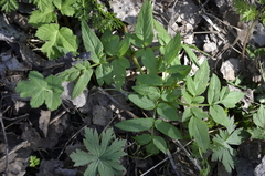 Angelica sylvestris
