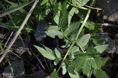 Angelica sylvestris