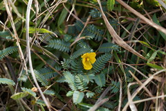Chamaecrista garambiensis