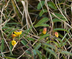Chamaecrista garambiensis
