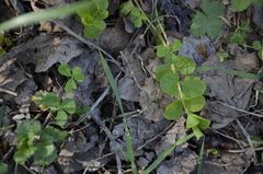 Lysimachia nummularia