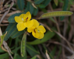 Chamaecrista garambiensis