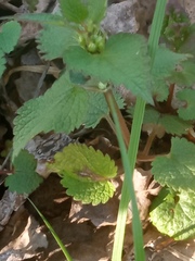 Lamium album