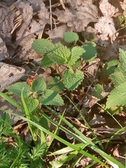Lamium album