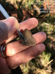 Nhambikuara cerradensis