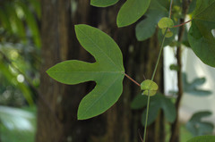 Passiflora kermesina