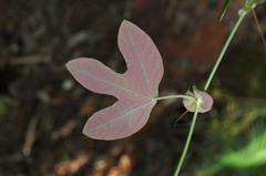Passiflora kermesina