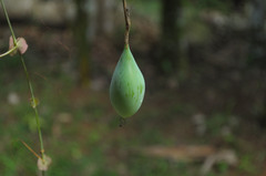 Passiflora kermesina