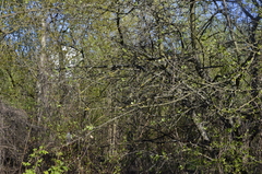 Malus domestica