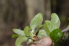 Malus domestica
