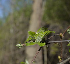 Malus domestica