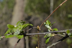 Malus domestica