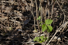 Rubus idaeus
