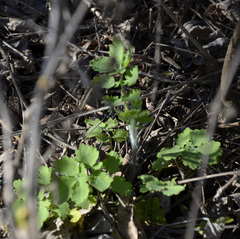 Chelidonium majus