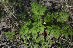 Anthriscus sylvestris