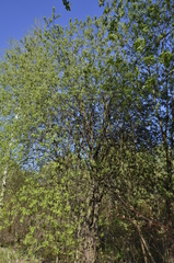 Salix caprea
