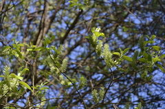 Salix caprea