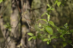 Salix caprea