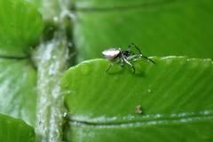 Cyclosa argenteoalba